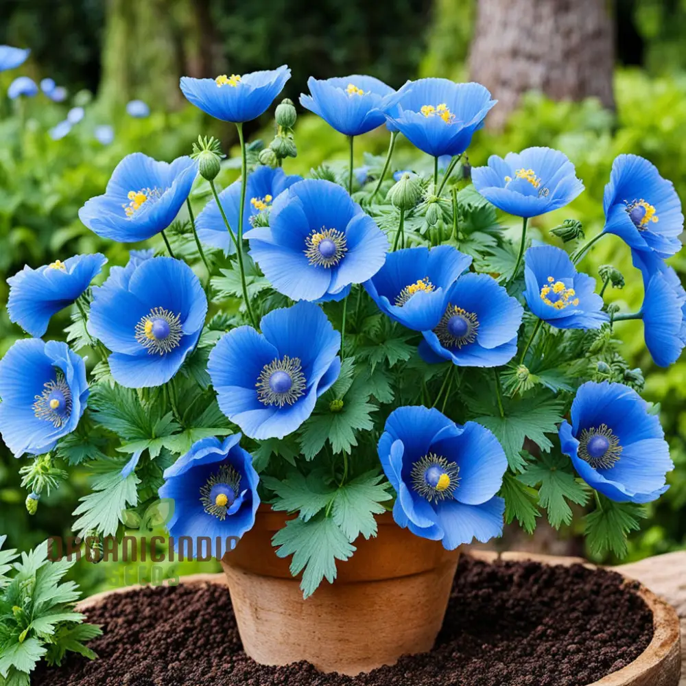 Himalayan Blue Poppy flower Seeds, Captivating and Vivid Blue Flowers, Short-Lived Perennials Ornamental Plant in Shaded Borders - Image 3