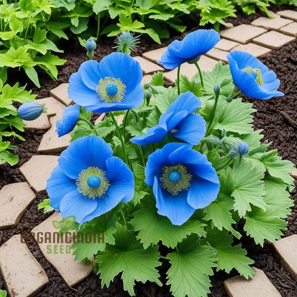 Himalayan Blue Poppy flower Seeds, Captivating and Vivid Blue Flowers, Short-Lived Perennials Ornamental Plant in Shaded Borders - Image 4