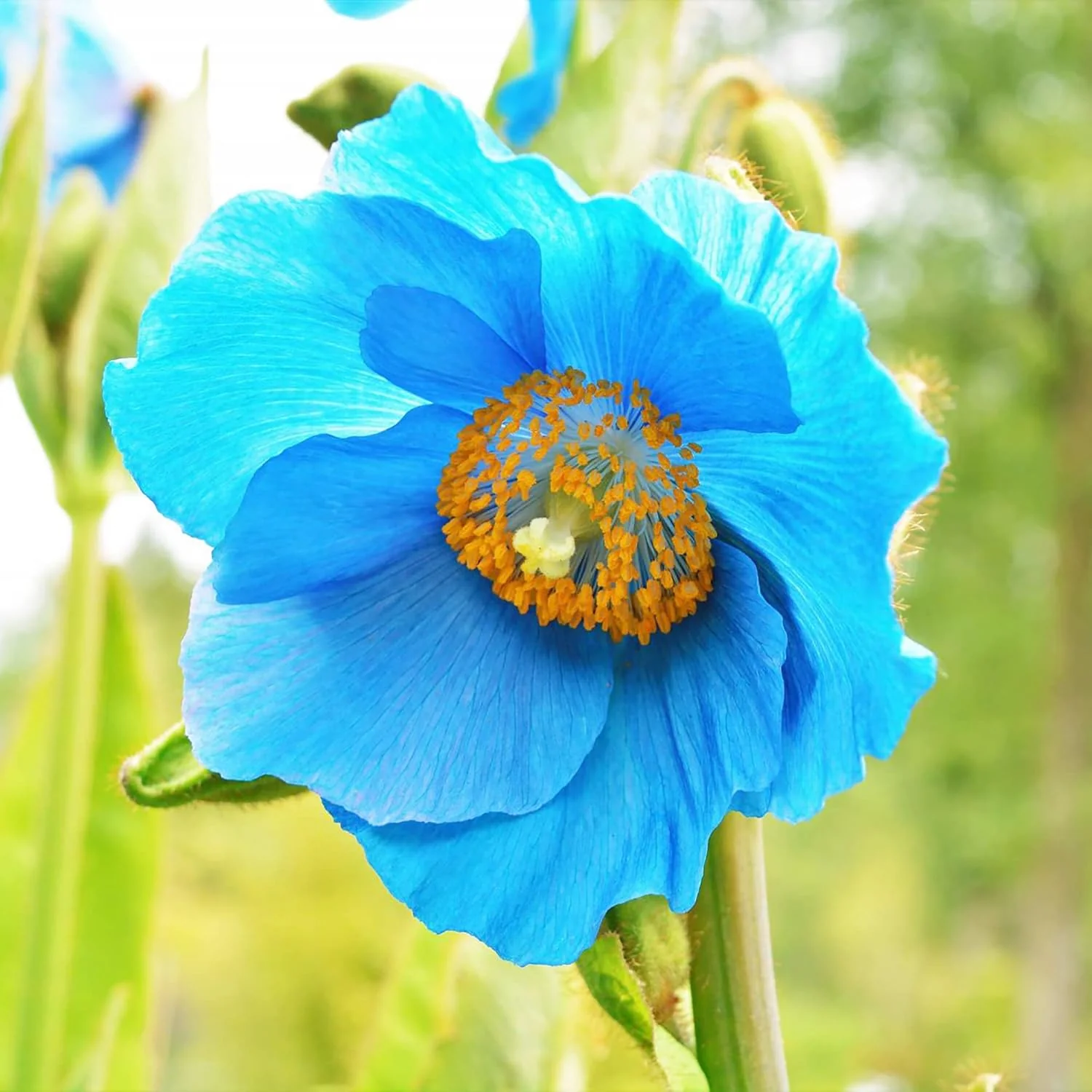 Himalayan Blue Poppy Seeds - Captivating Vivid Blue Flowers, Short-Lived Perennials for Shaded Borders & Woodland Gardens, 20Pcs Flower Seeds