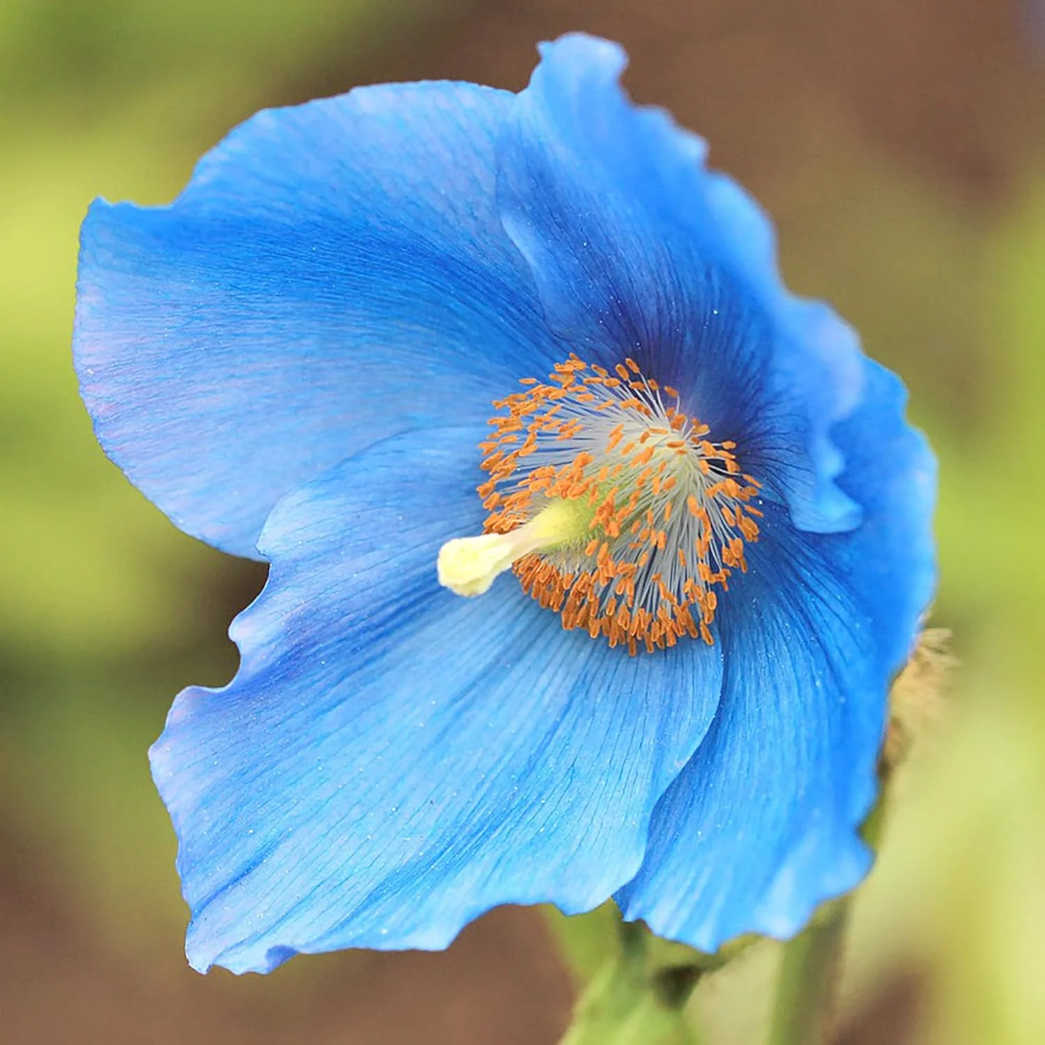 Himalayan Blue Poppy Seeds - Captivating Vivid Blue Flowers, Short-Lived Perennials for Shaded Borders & Woodland Gardens, 20Pcs Flower Seeds - Image 3