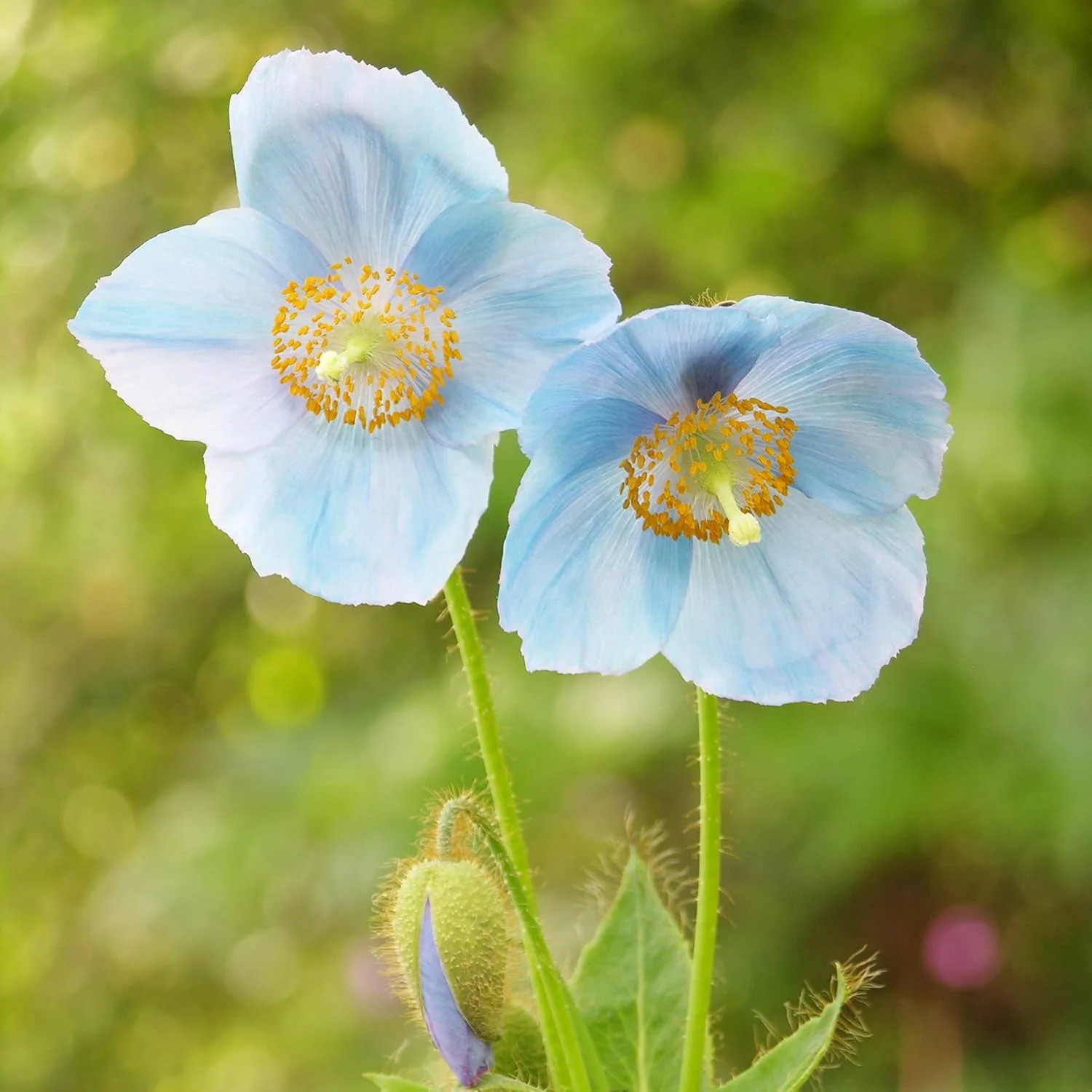 Himalayan Blue Poppy Seeds - Captivating Vivid Blue Flowers, Short-Lived Perennials for Shaded Borders & Woodland Gardens, 20Pcs Flower Seeds - Image 4