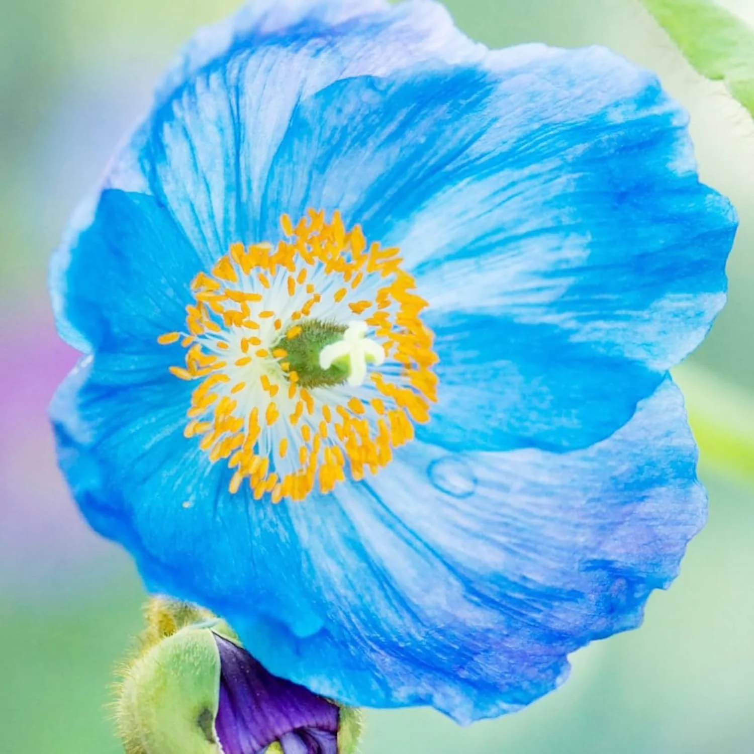 Himalayan Blue Poppy Seeds - Captivating Vivid Blue Flowers, Short-Lived Perennials for Shaded Borders & Woodland Gardens, 20Pcs Flower Seeds - Image 5