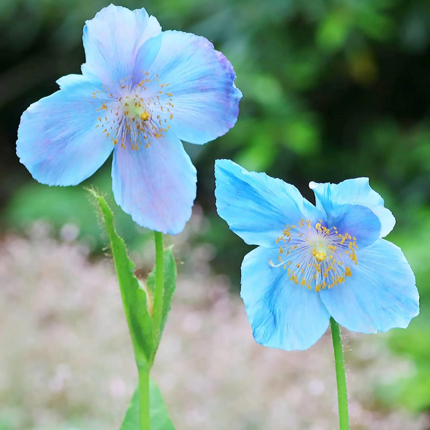 Himalayan Blue Poppy Seeds - Captivating Vivid Blue Flowers, Short-Lived Perennials for Shaded Borders & Woodland Gardens, 20Pcs Flower Seeds - Image 6