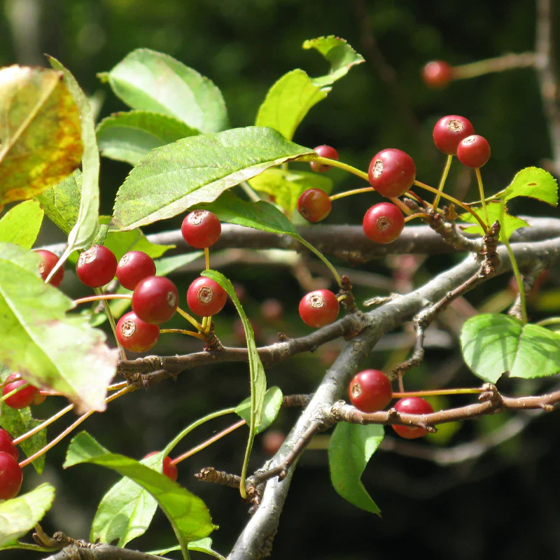Himalayan Crabapple (Malus baccata) – Apple Seeds - Image 3