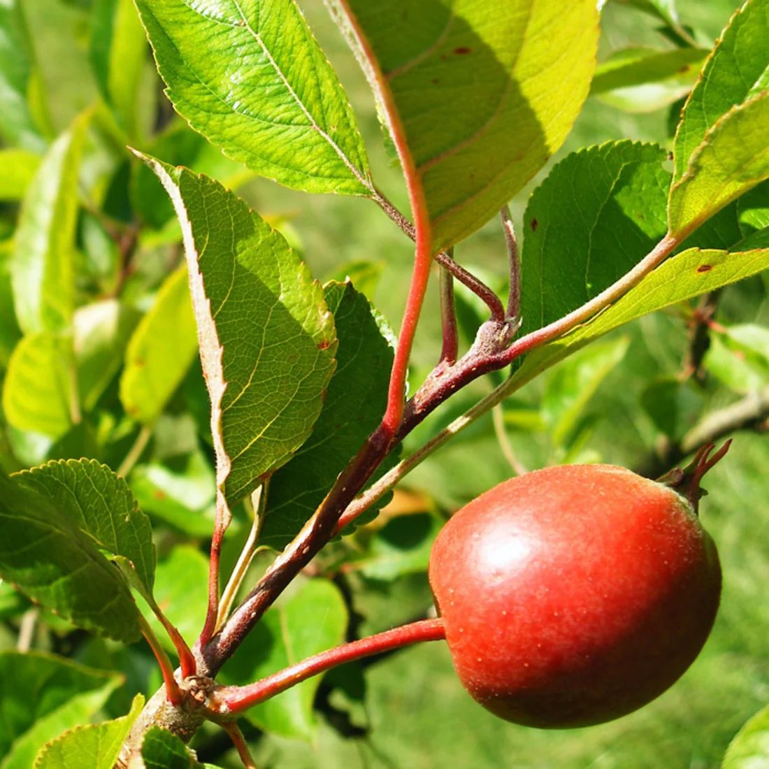 Himalayan Crabapple (Malus baccata) – Apple Seeds - Image 4