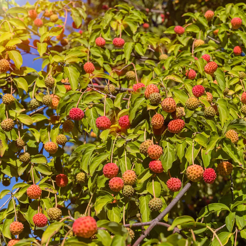 Himalayan Dogwood Strawberry Tree Seeds