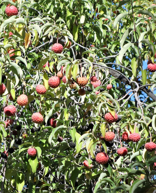 Himalayan Dogwood Strawberry Tree Seeds - Image 3
