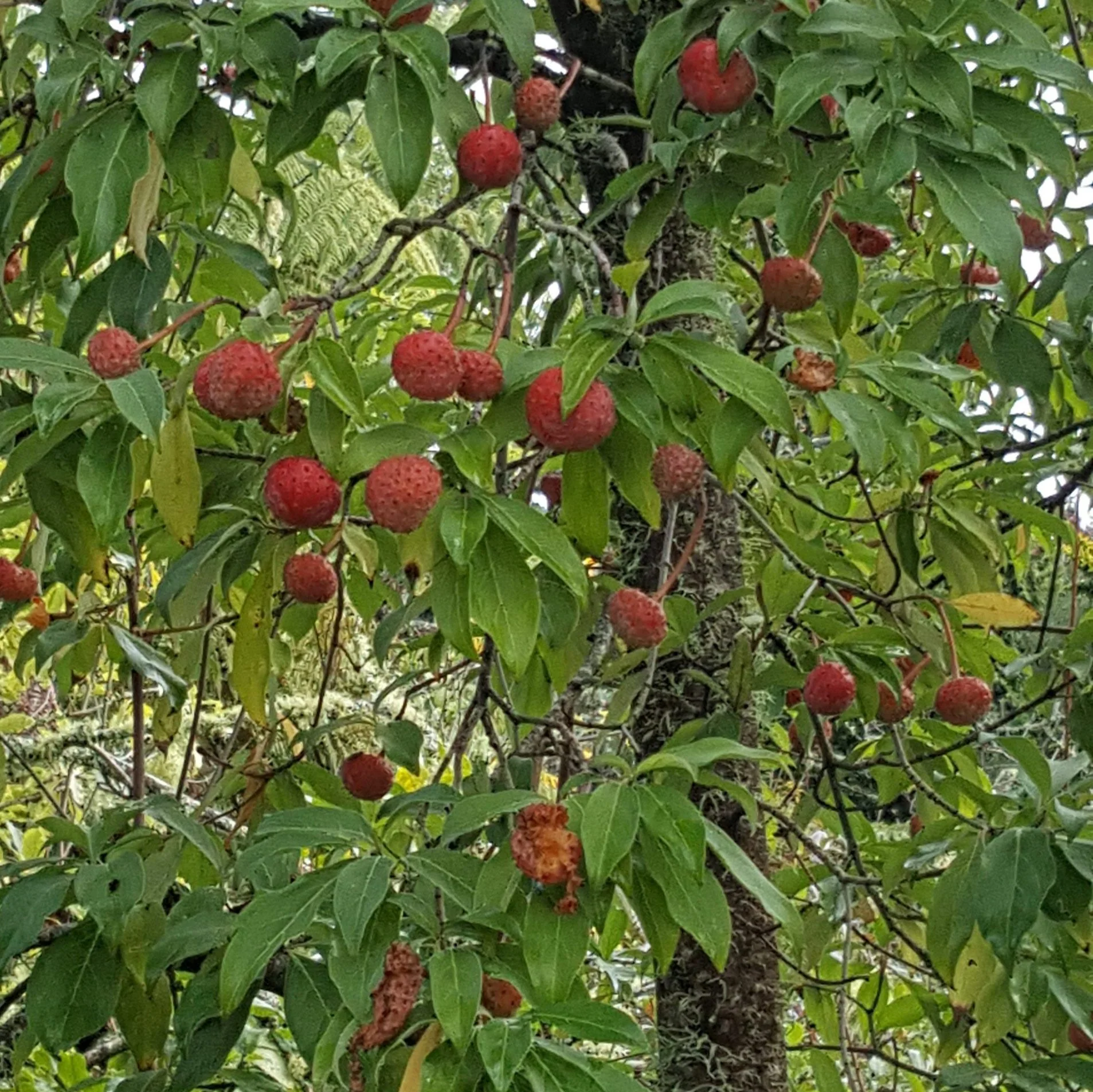 Himalayan Dogwood Strawberry Tree Seeds - Image 4