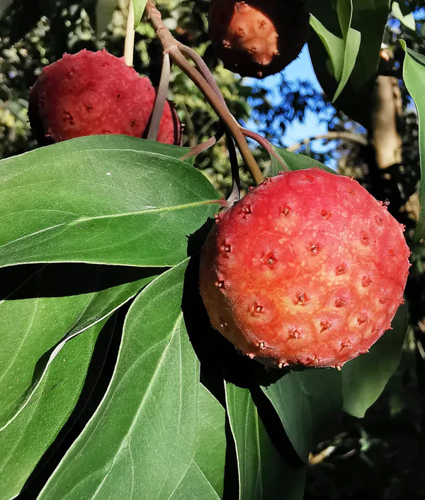 Himalayan Dogwood Strawberry Tree Seeds - Image 5