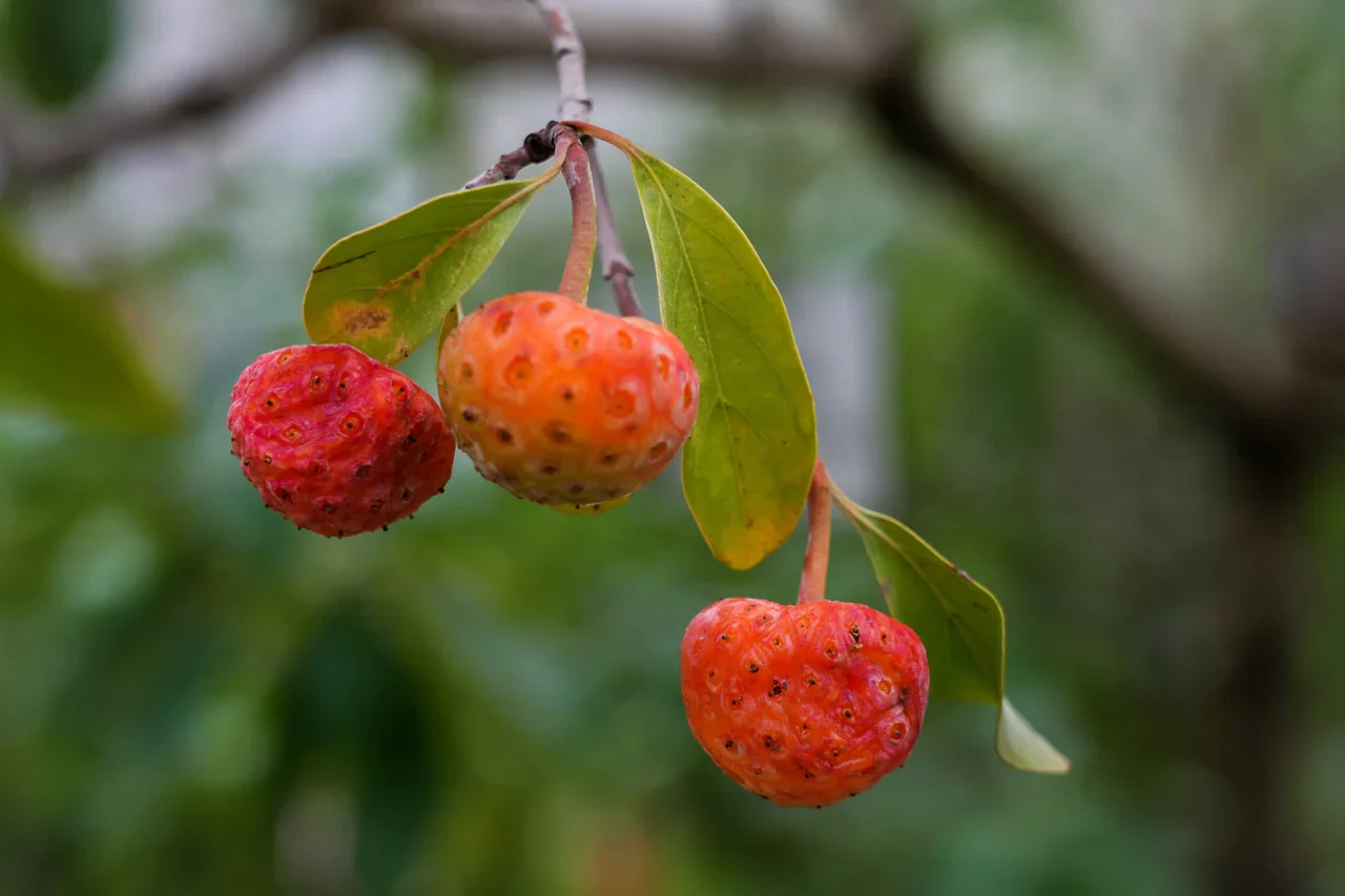 Himalayan Dogwood Strawberry Tree Seeds - Image 6