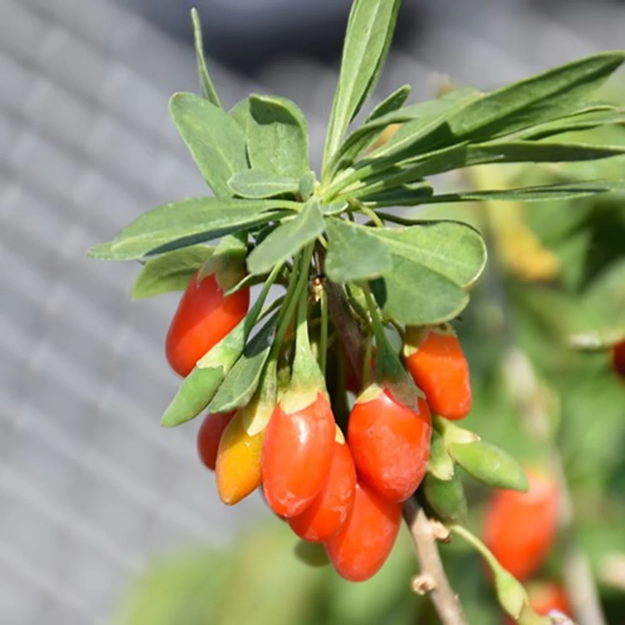 Himalayan Tibetan Goji Berry Fruit Seeds