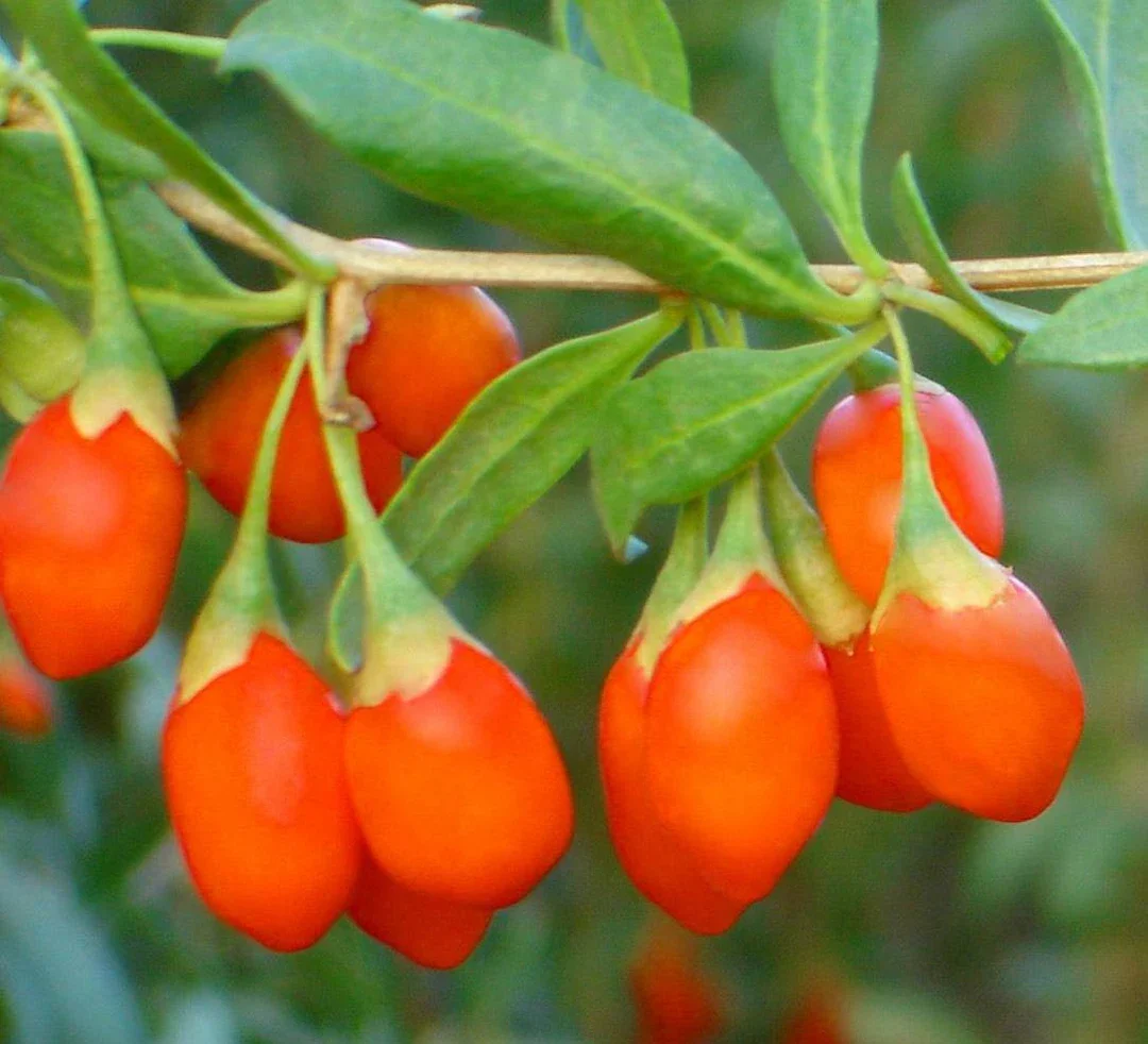 Himalayan Tibetan Goji Berry Fruit Seeds - Image 3