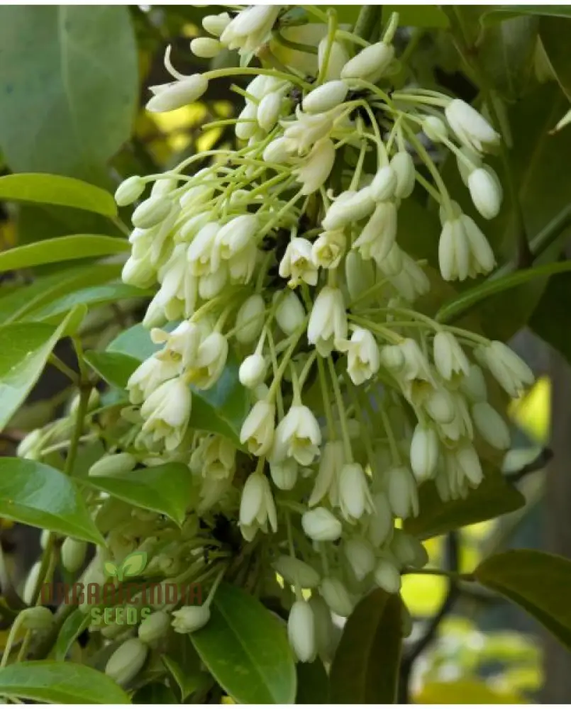 Holboellia Seeds (Holboellia coriacea Seeds) - Hardy Evergreen Vine for Garden Landscapes & Trellises - Image 3