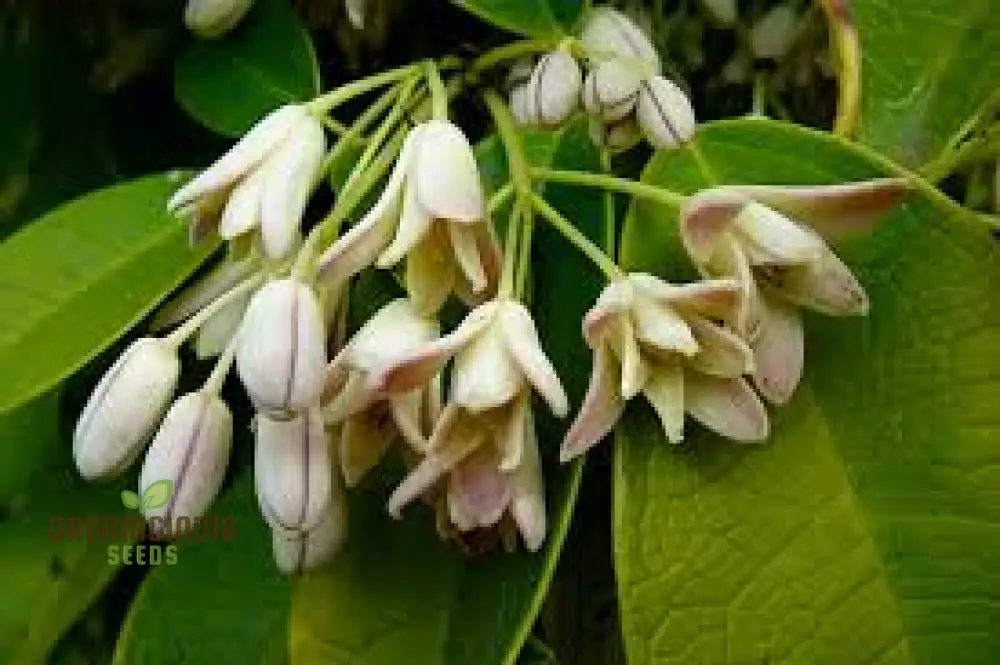 Holboellia Seeds (Holboellia coriacea Seeds) - Hardy Evergreen Vine for Garden Landscapes & Trellises - Image 4