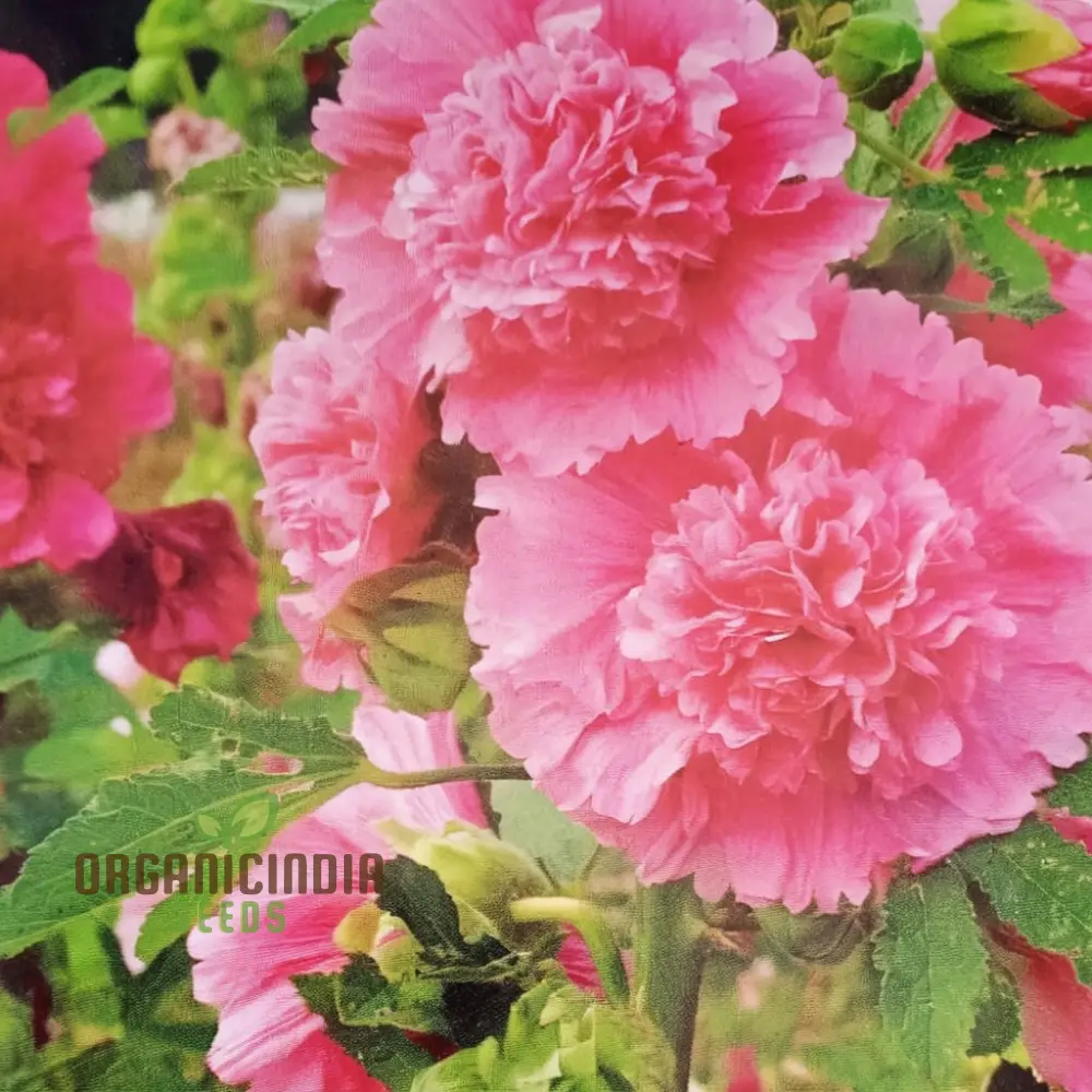 Hollyhock Chater's Double Mixed Seeds - Stunning, Full Blooms for Majestic Garden Displays