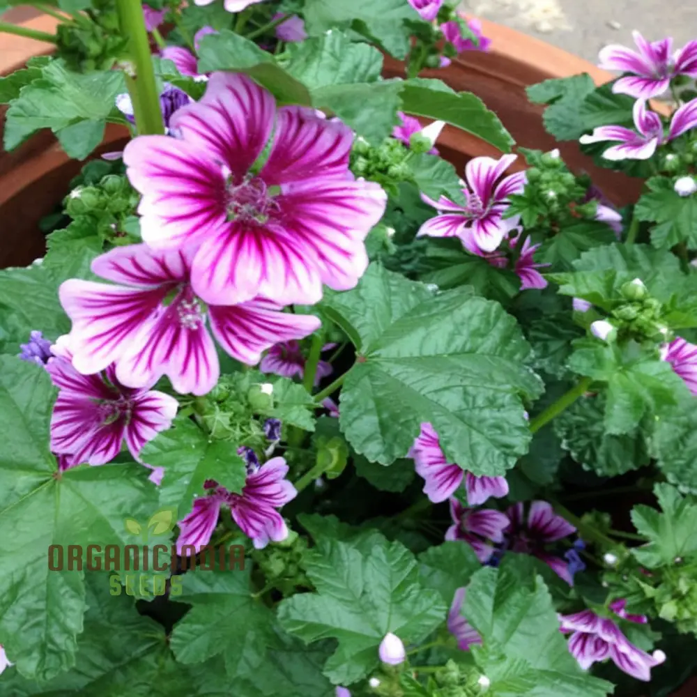 Hollyhock Malva Seeds – Tall Cottage Garden Blooms for Elegant Landscaping