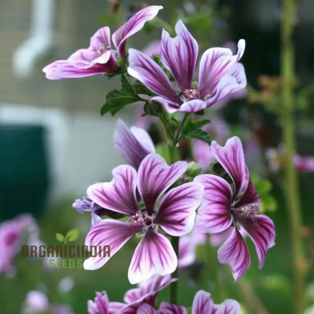 Hollyhock Malva Seeds – Tall Cottage Garden Blooms for Elegant Landscaping - Image 3