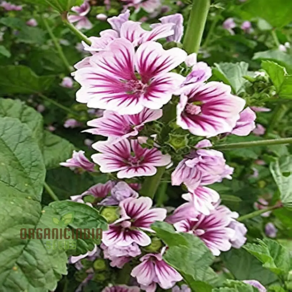 Hollyhock Malva Seeds – Tall Cottage Garden Blooms for Elegant Landscaping - Image 4