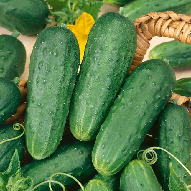 Homemade Pickles Cucumber Seeds – Heirloom, Crisp & Prolific Variety - Image 2