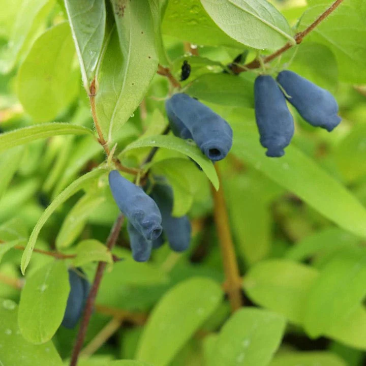 Honeyberry Fruit Seeds