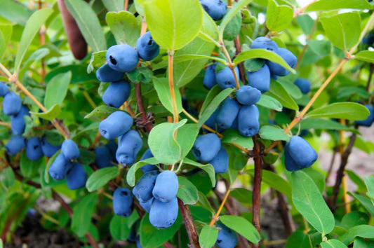 Honeyberry Fruit Seeds - Image 3