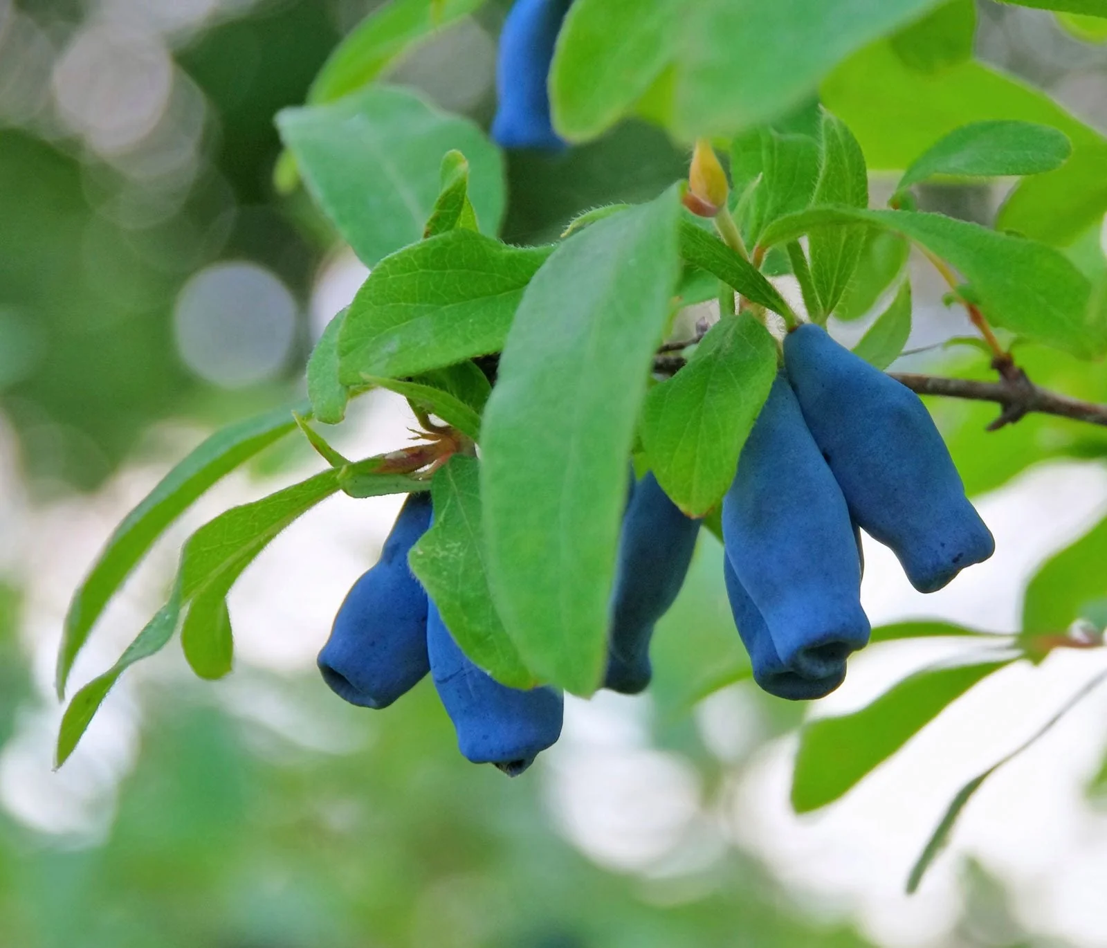 Honeyberry Fruit Seeds - Image 4