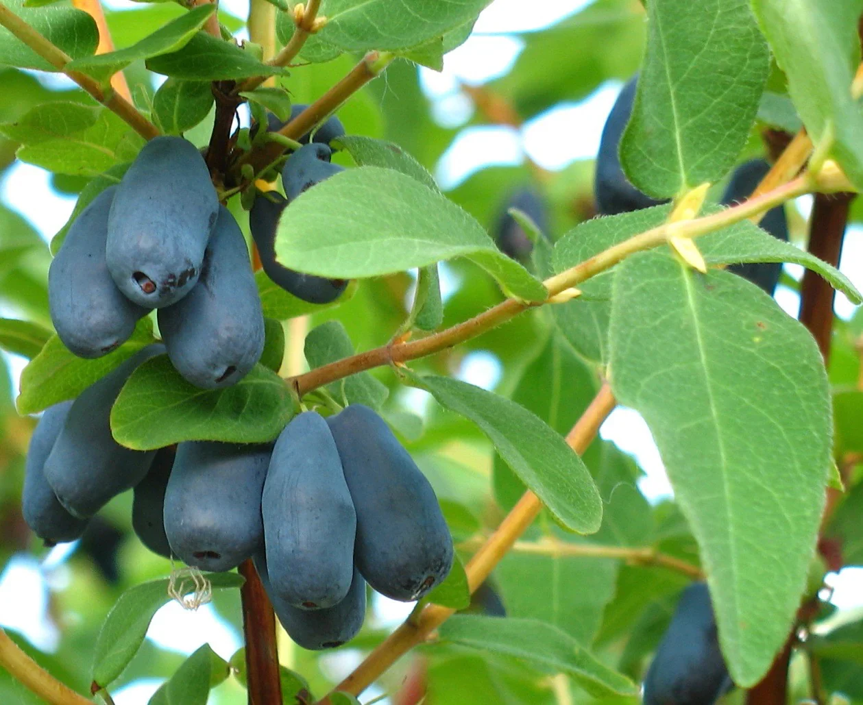 Honeyberry Fruit Seeds - Image 5