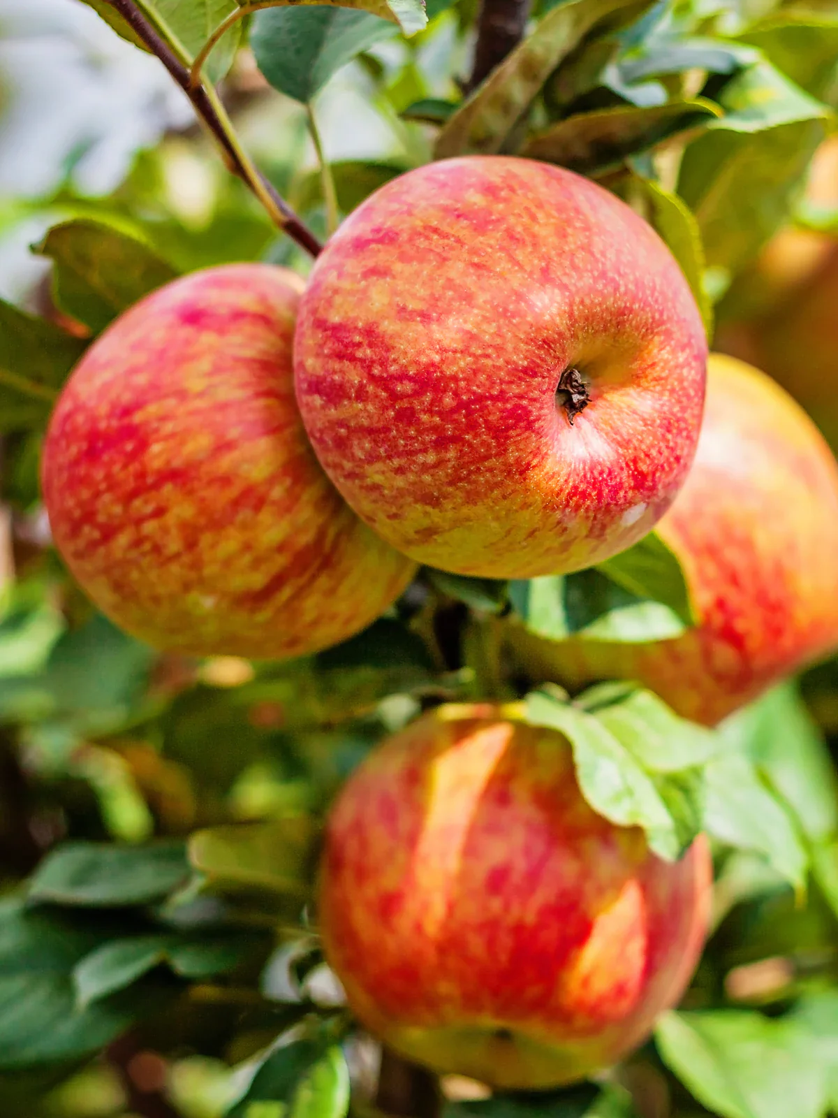 Honeycrisp Apple Seeds for Planting – Grow Crisp & Juicy Apple Trees - Image 2