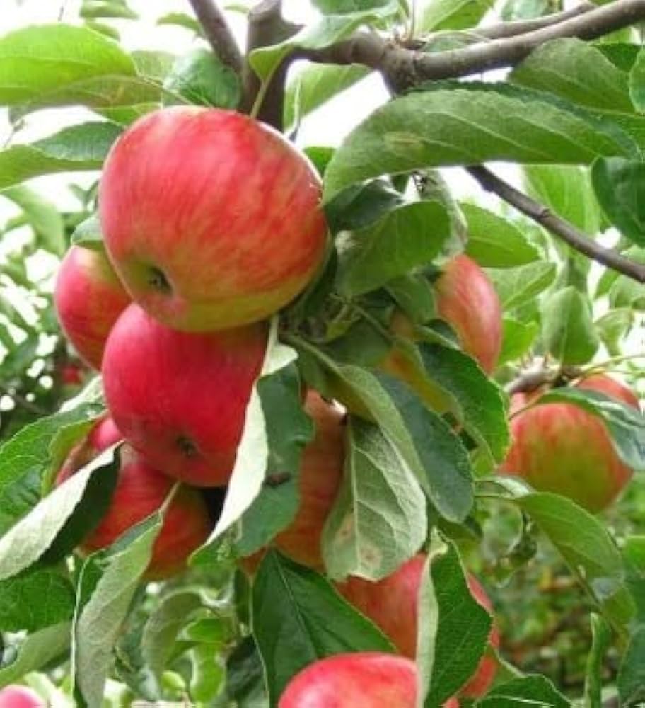Honeycrisp Apple Seeds for Planting – Grow Crisp & Juicy Apple Trees - Image 3