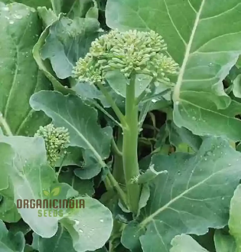 Hong Kong Broccoli Seeds for Gardening - Premium Quality Seeds for Your Vegetable Garden - Image 3