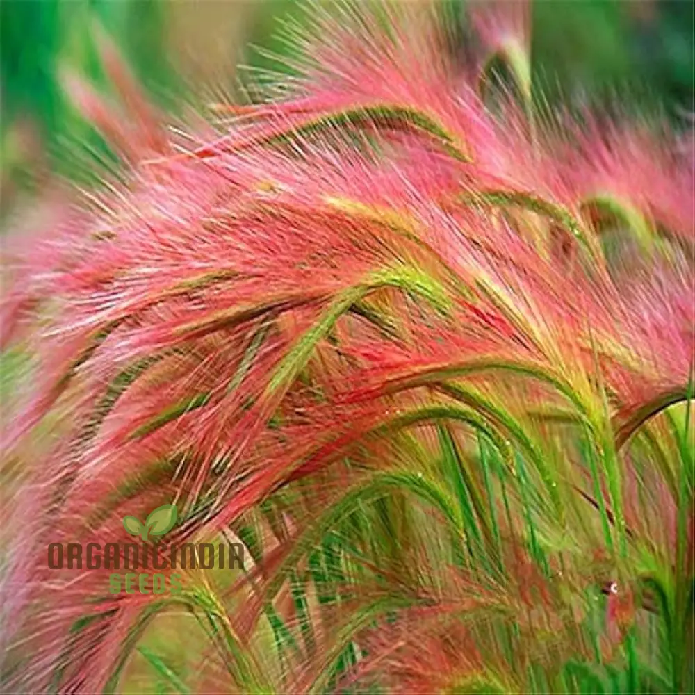 Hordeum jubatum Seeds for Planting,Ornamental Beauty and Natural Charm
