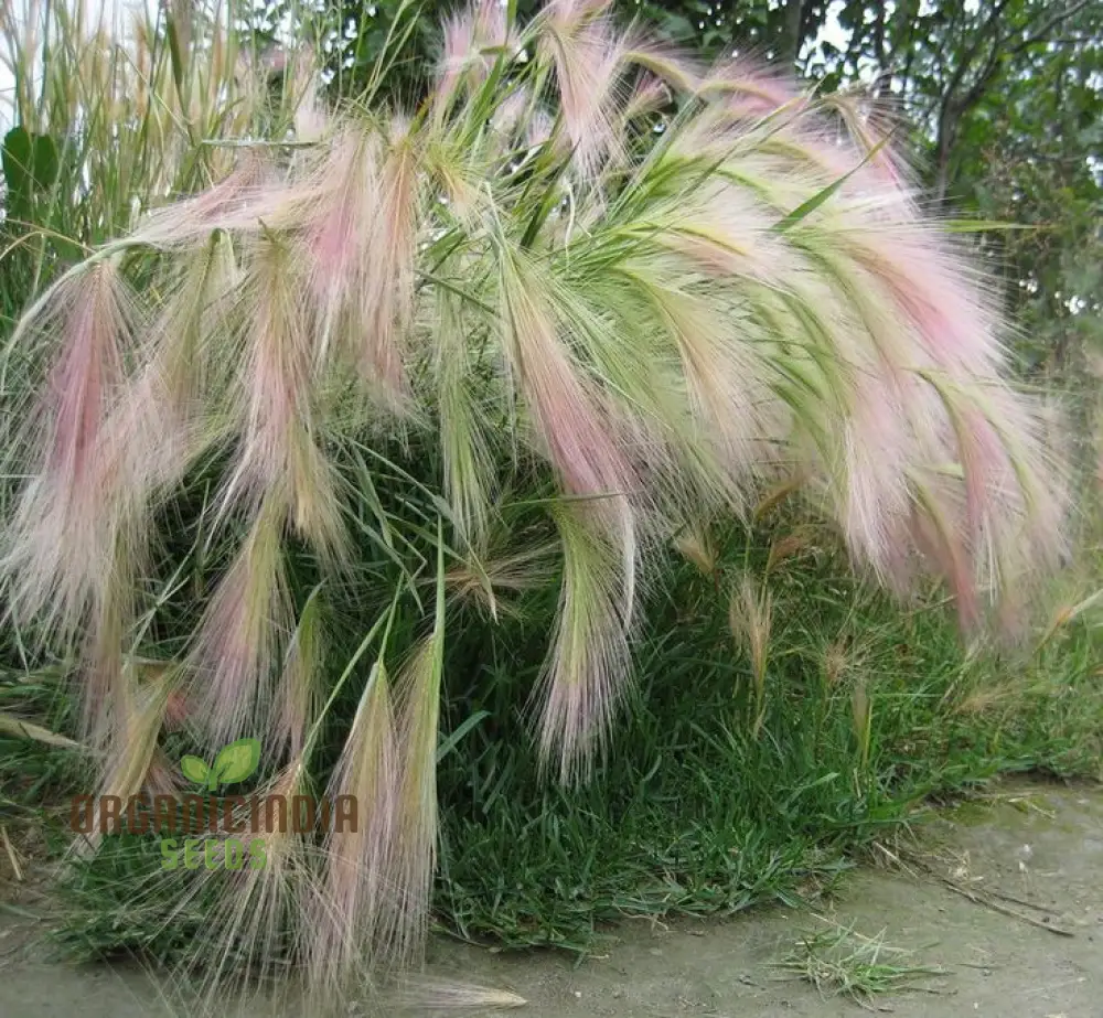 Hordeum jubatum Seeds for Planting,Ornamental Beauty and Natural Charm - Image 2