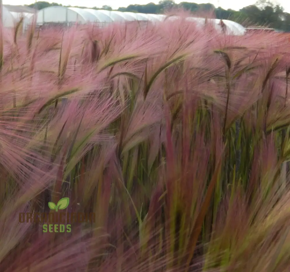 Hordeum jubatum Seeds for Planting,Ornamental Beauty and Natural Charm - Image 3