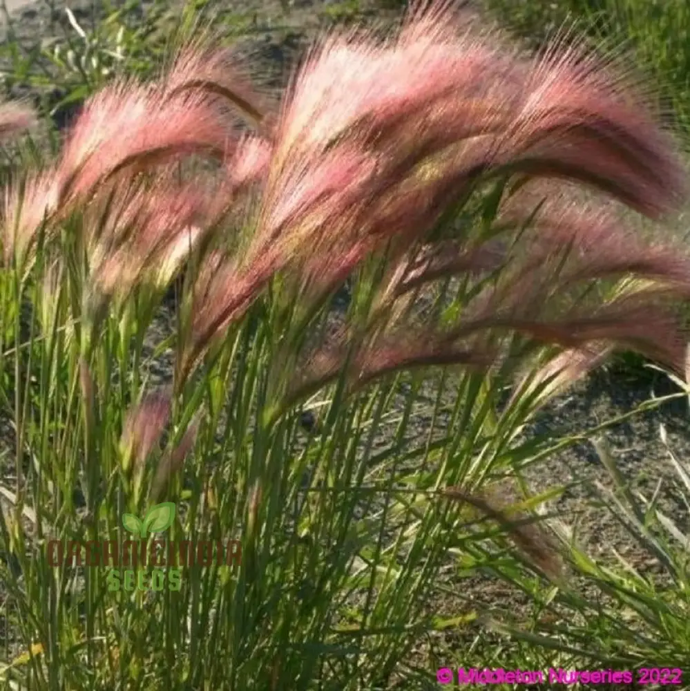 Hordeum jubatum Seeds for Planting,Ornamental Beauty and Natural Charm - Image 4