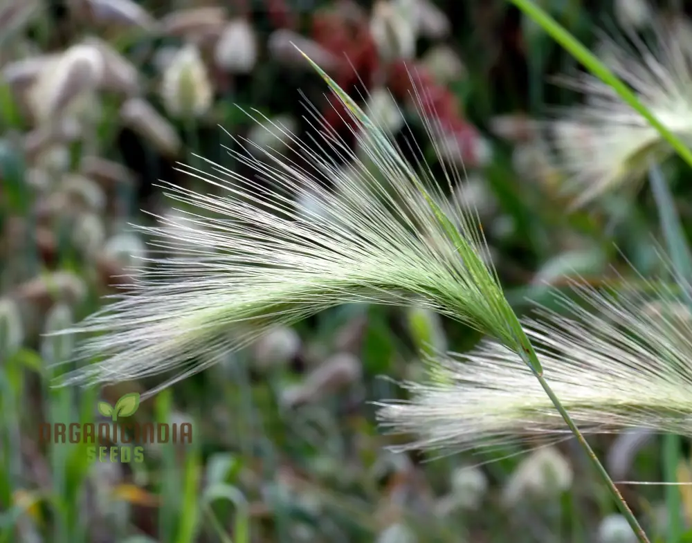 Hordeum jubatum Seeds For Planting: Elegant Ornamental Grass for Garden Enthusiasts Seeking Long-Lasting Beauty