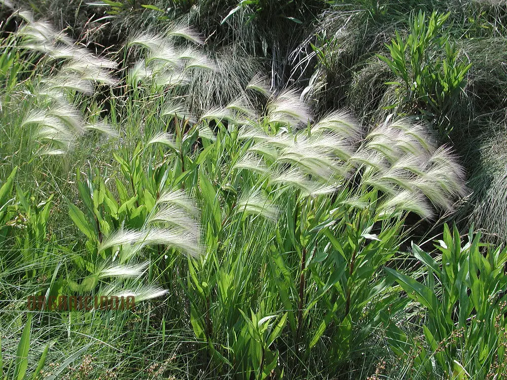 Hordeum jubatum Seeds For Planting: Elegant Ornamental Grass for Garden Enthusiasts Seeking Long-Lasting Beauty - Image 3