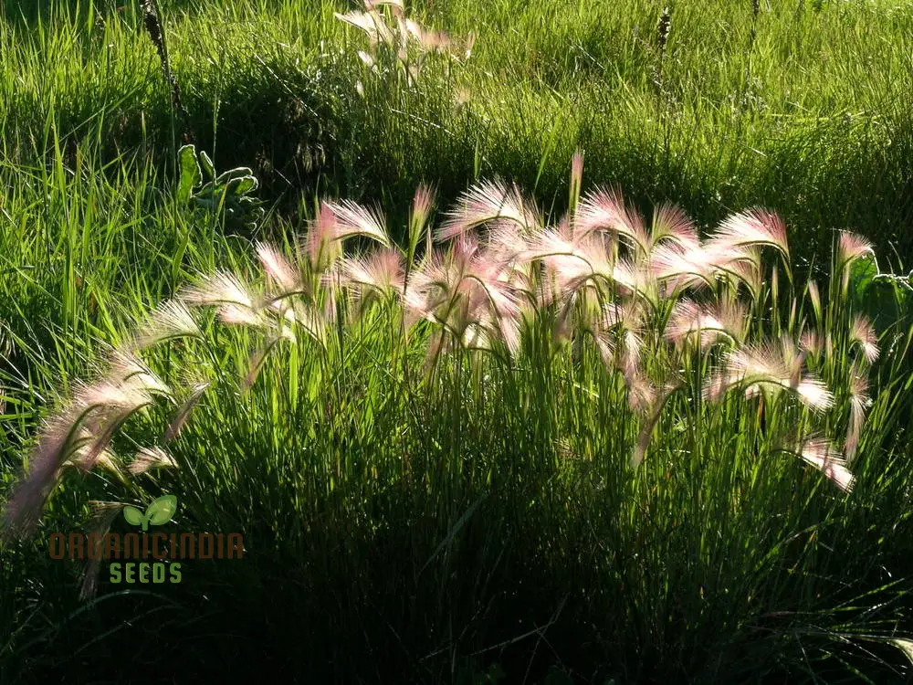 Hordeum jubatum Seeds For Planting: Elegant Ornamental Grass for Garden Enthusiasts Seeking Long-Lasting Beauty - Image 4