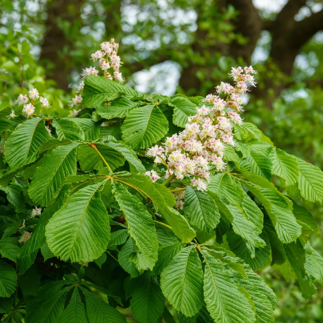 Horse Chestnut Seeds (Horse Chestnut Tree Seeds) - Stunning Foliage and Beautiful Spring Blossoms