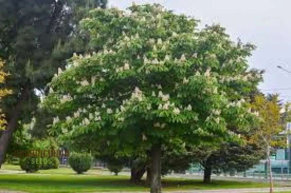 Horse Chestnut Seeds (Horse Chestnut Tree Seeds) - Stunning Foliage and Beautiful Spring Blossoms - Image 2