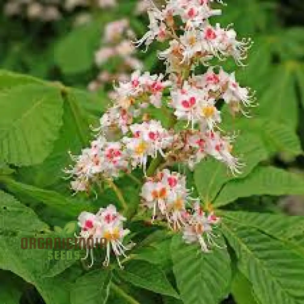 Horse Chestnut Seeds (Horse Chestnut Tree Seeds) - Stunning Foliage and Beautiful Spring Blossoms - Image 3