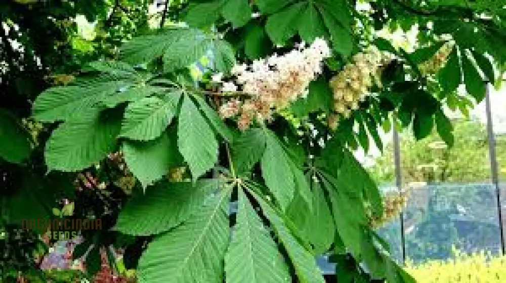 Horse Chestnut Seeds (Horse Chestnut Tree Seeds) - Stunning Foliage and Beautiful Spring Blossoms - Image 5
