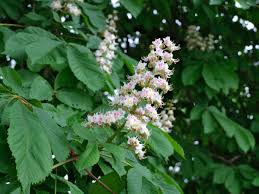 Horse Chestnut Seeds (Horse Chestnut Tree Seeds) - Stunning Foliage and Beautiful Spring Blossoms - Image 6