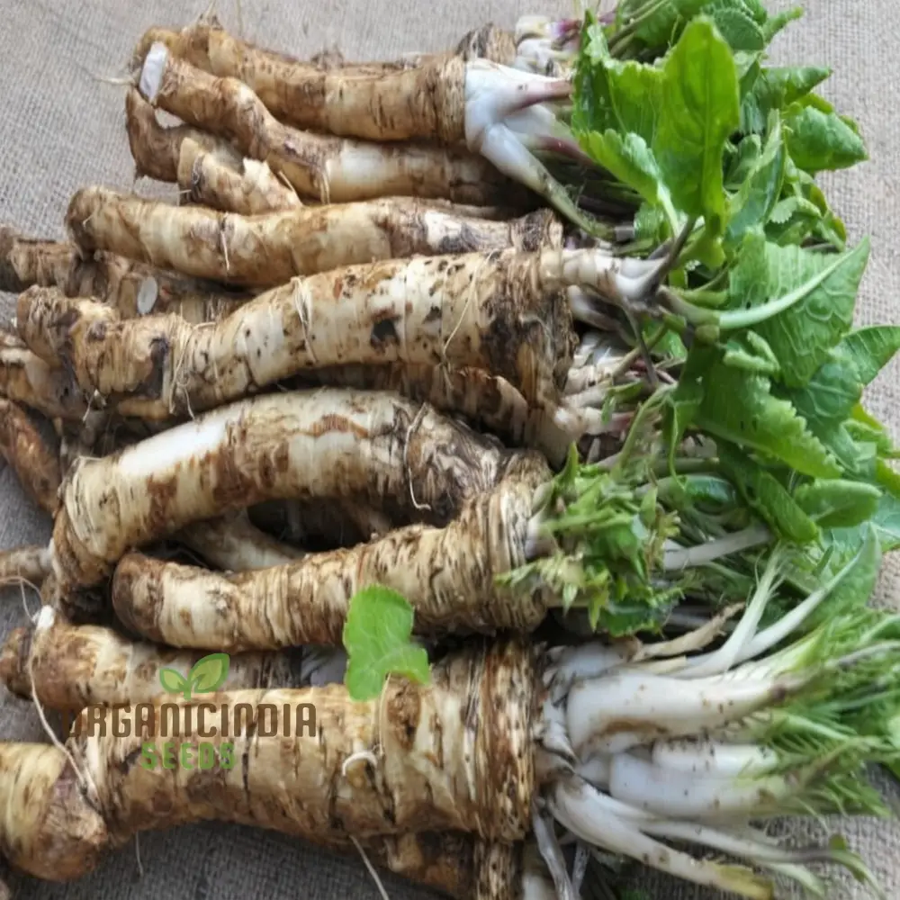 Horseradish Vegetable Seeds - Elevate Your Gardening with Robust, Flavorful Roots for Culinary Delights