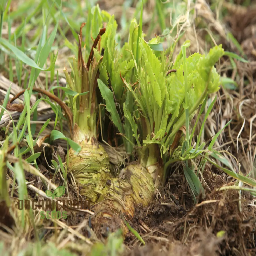 Horseradish Vegetable Seeds - Elevate Your Gardening with Robust, Flavorful Roots for Culinary Delights - Image 3