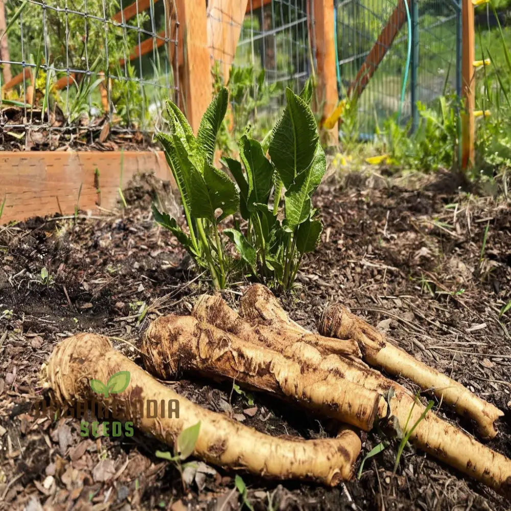 Horseradish Vegetable Seeds - Elevate Your Gardening with Robust, Flavorful Roots for Culinary Delights - Image 4