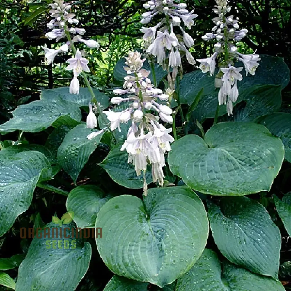 Hosta Elegans Gray-Blue, Twisted White Flowers for Planting - Image 3