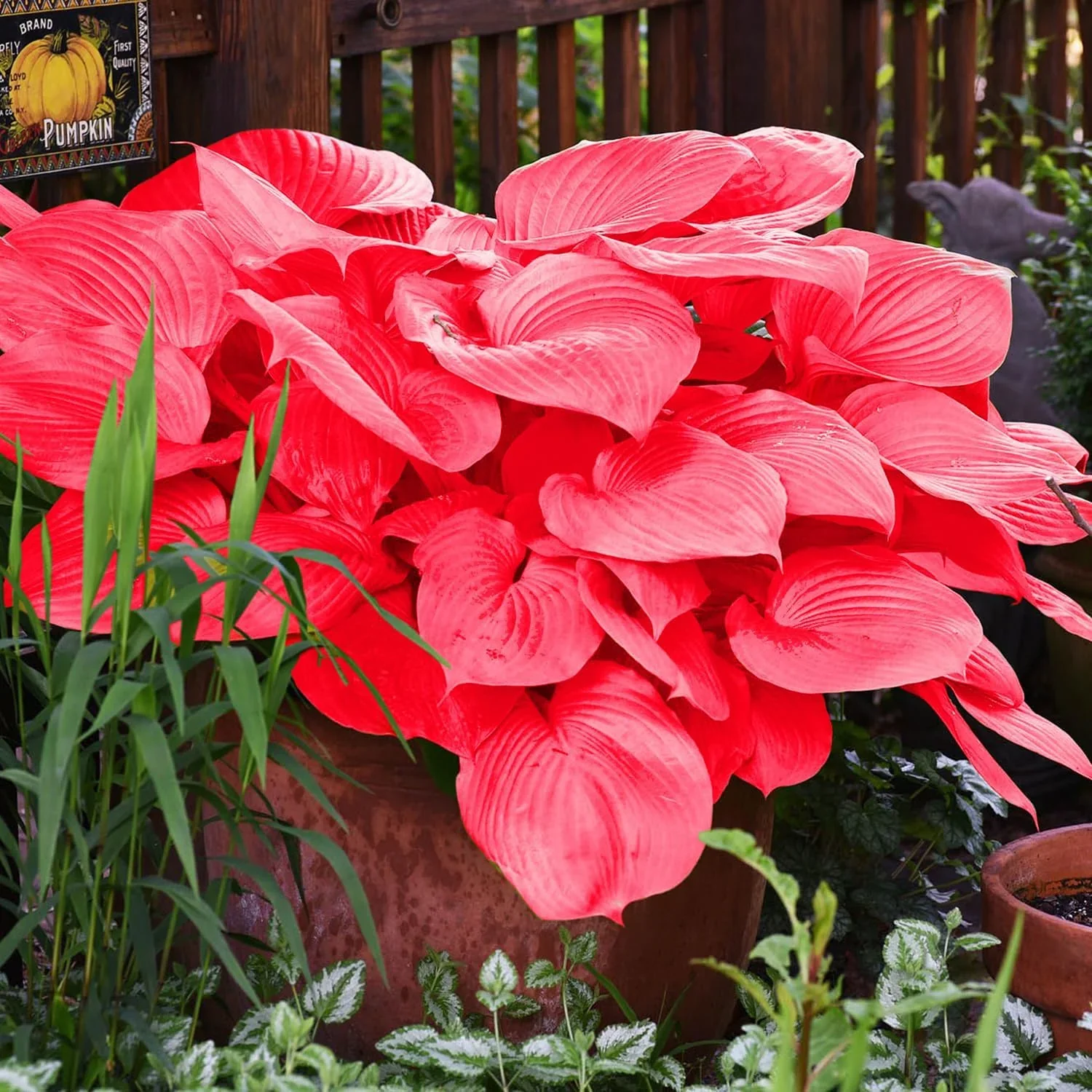 Hosta Jardin Perennials Lily Seeds for Planting - Image 3