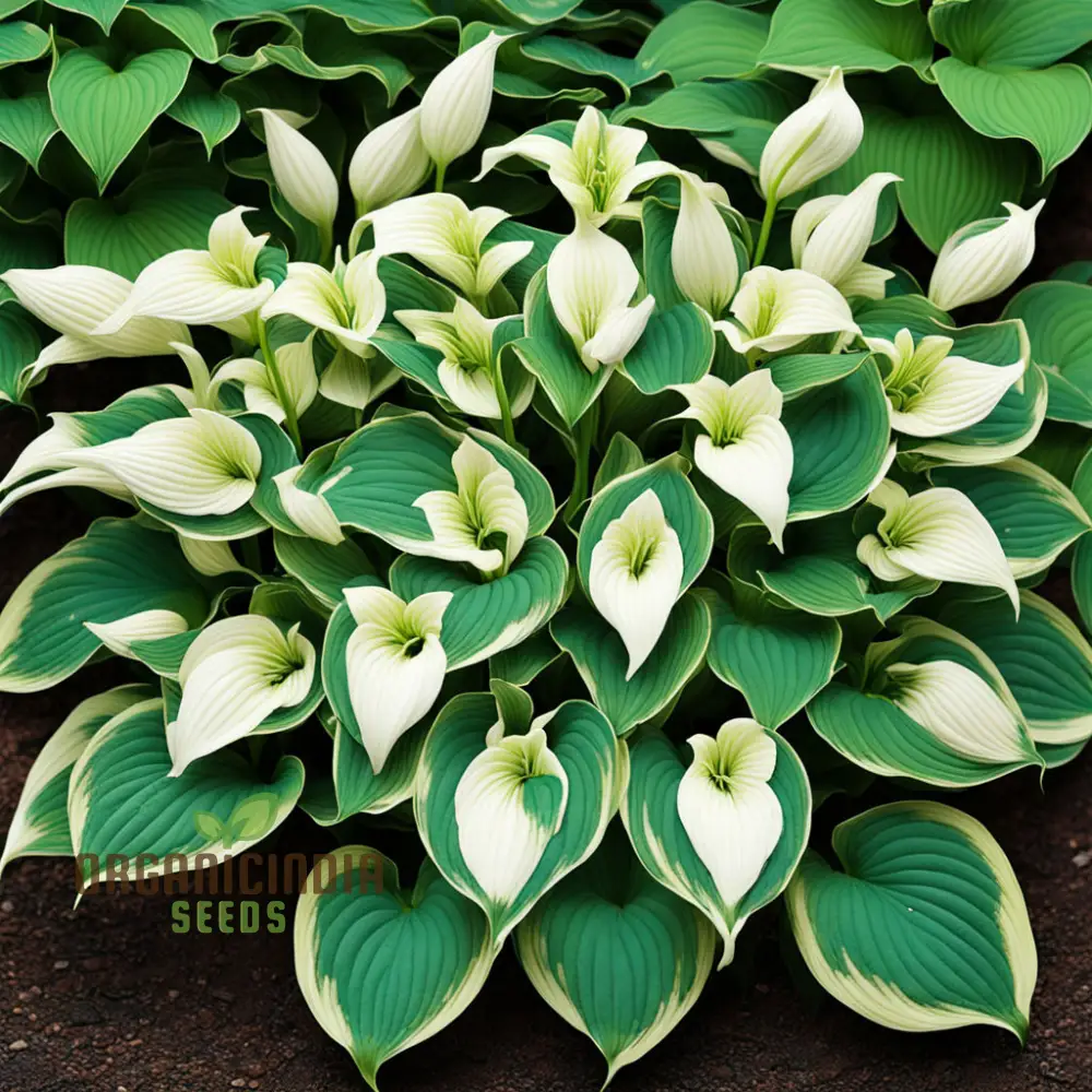 Hosta Lily flower Seeds for Planting Elevate Your Gardening Experience with Stunning, Long lasting Blooms - Image 3