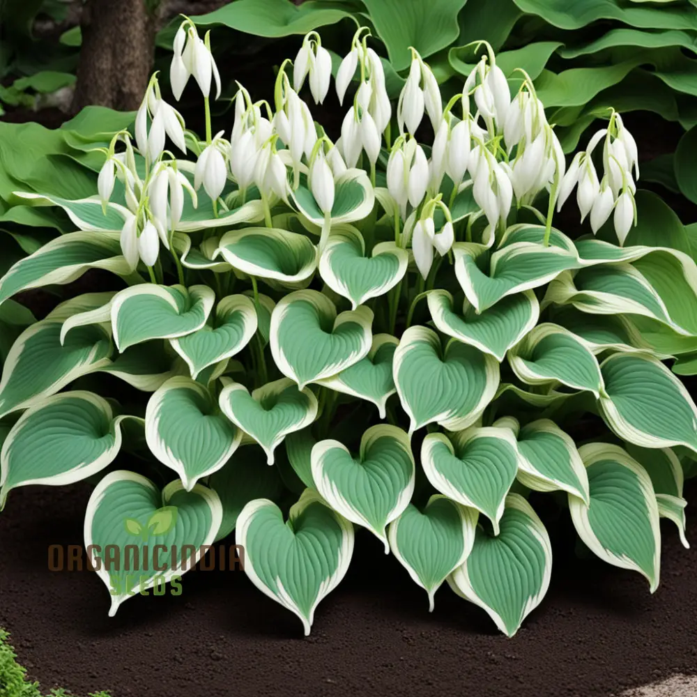 Hosta Lily flower Seeds for Planting Elevate Your Gardening Experience with Stunning, Long lasting Blooms - Image 4
