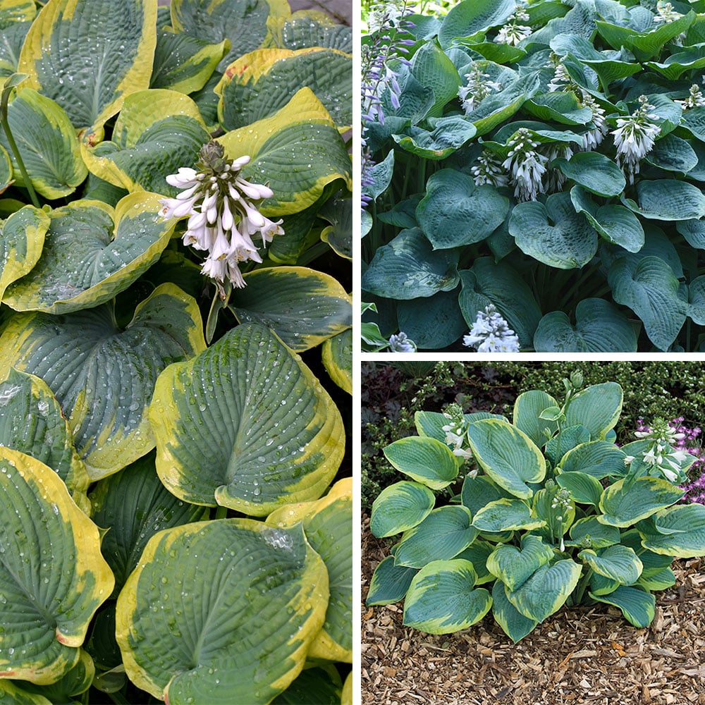 Hosta Lily flower Seeds for Planting Elevate Your Gardening Experience with Stunning, Long lasting Blooms - Image 5